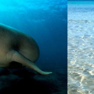 Dugongs
